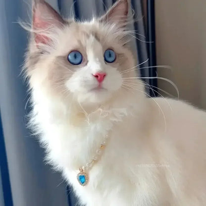 Pet Pearl Collar Dog Princess Necklace Cat Jewelry Cute Collar Puppy Accessories Dog Kitten Chain Chihuahua Wedding Jewelry Gift