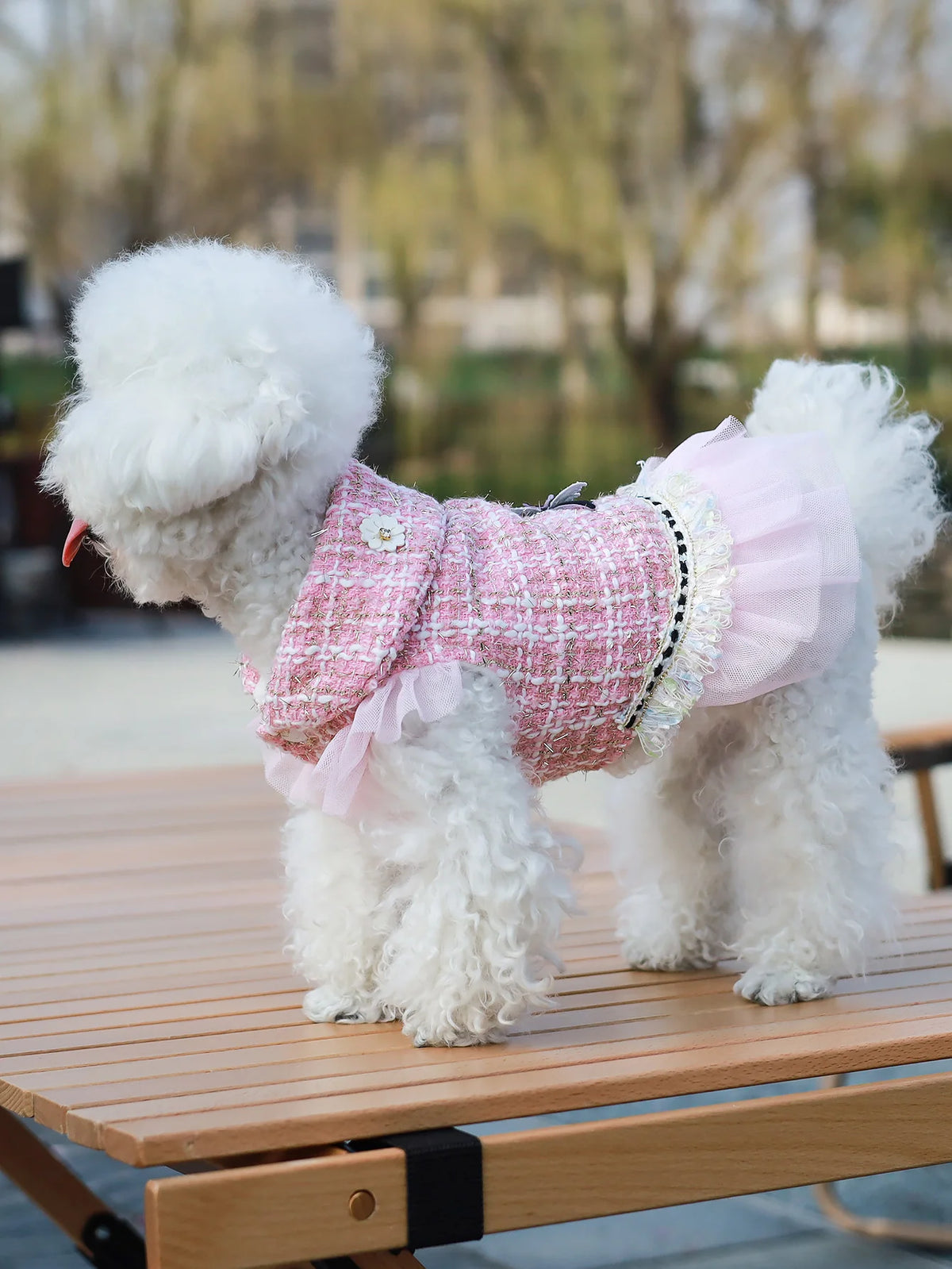 Plaid dog dress for dressed-up days