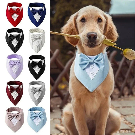 Golden retriever wearing a light blue dog tuxedo bandana with a bow tie, holding a flower.