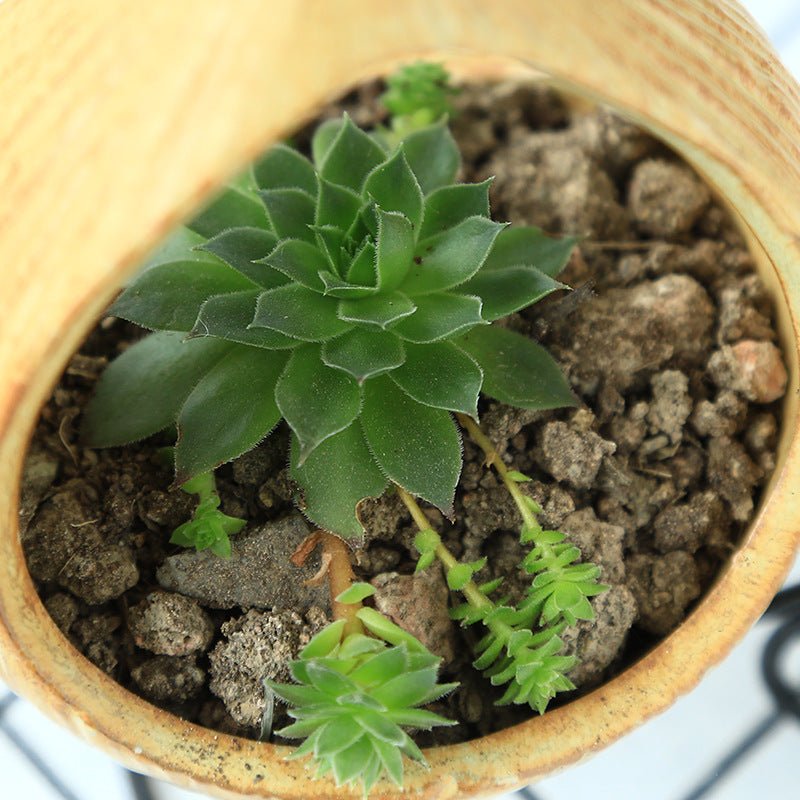 Planter Ceramic Landscape With Three Versatile Forms Planter - Merch Gone Viral