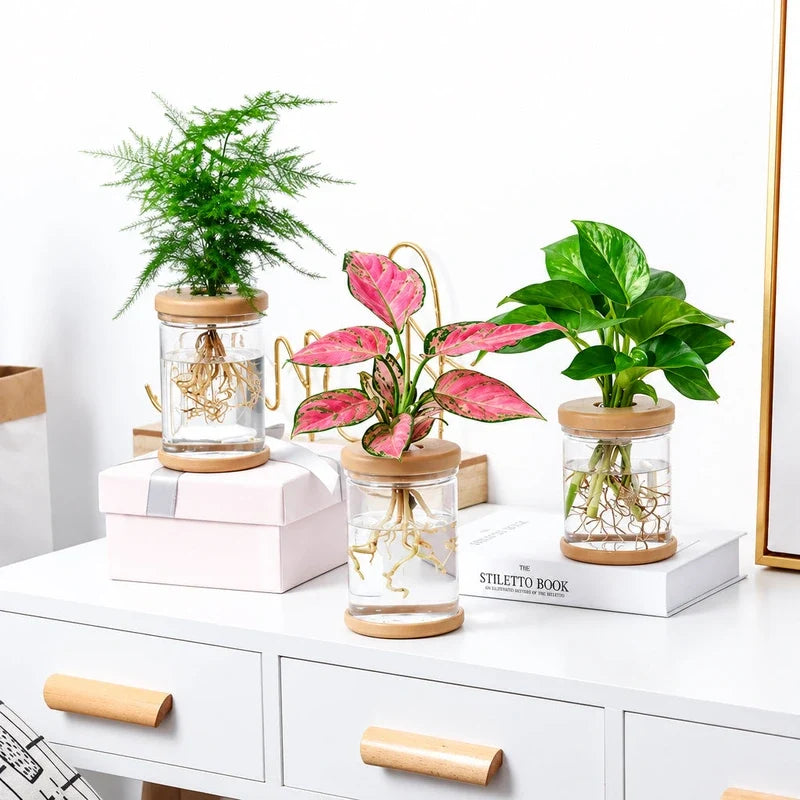 Three transparent hydroponic glass planters with wooden lids and visible plant roots on a white desk.