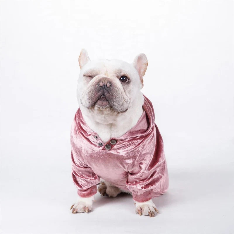 White bulldog wearing a pink velour dog hoodie with snap buttons.